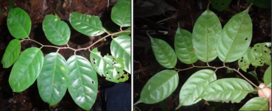 Gambar 3. Seranting daun pohon damar asam (Shorea hopeifolia (F. Heim) Symington). 