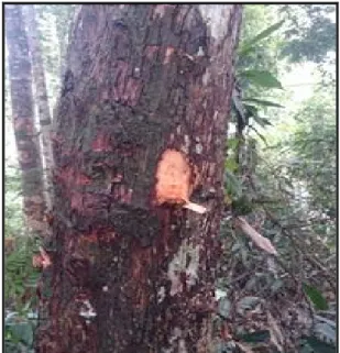 Gambar 4. Pepagan/kulit batang pohon Gonystylus maingayi. 