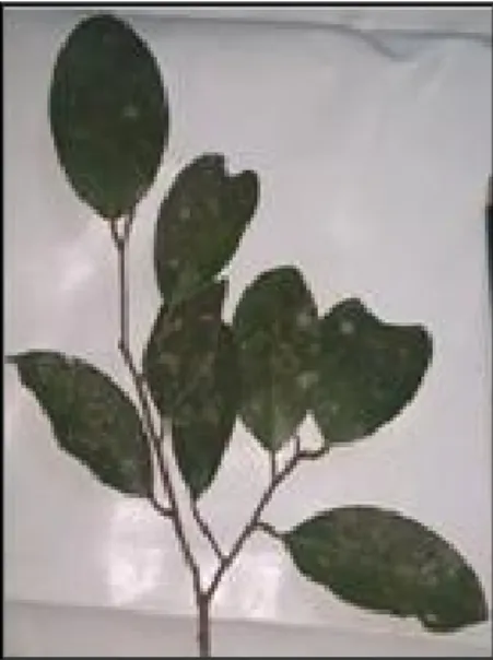Gambar 6. Pepagan/kulit batang pohon Gonystylus velutinus.  Gambar 7. Seranting daun Gonystylus velutinus