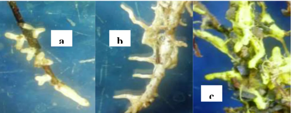 Figure 1  Ectomycorrhizal root tip (10x3): (a) S. dictyosporum on P. Merkusii, (b) S. columnare  on S
