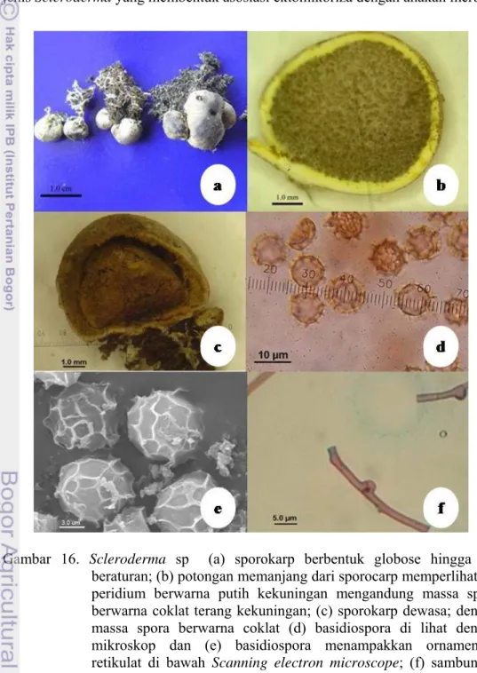 Gambar 16. Scleroderma sp  (a) sporokarp berbentuk globose hingga tak  beraturan; (b) potongan memanjang dari sporocarp memperlihatkan  peridium berwarna putih kekuningan mengandung massa spora  berwarna coklat terang kekuningan; (c) sporokarp dewasa; deng