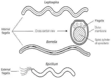 Gambar 1. Perbandingan morfologi antara Leptospira, Borrelia, dan Spirillum 15
