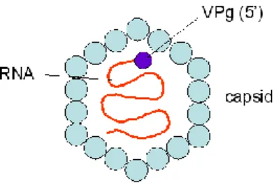 Gambar 1. Gambar skematik virus hepatitis A . Dikutip dari kepustakaan   20