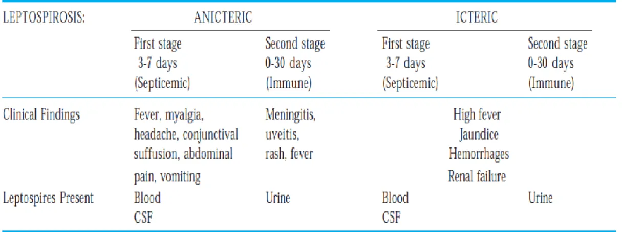 Tabel 2. Perbedaan antara leptospirosis anikterik dan ikterik. Dikutip dari  kepustakaan  29