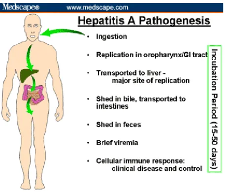 Gambar 3. Patogenesis hepatitis A. Dikutip dari kepustakaan  22