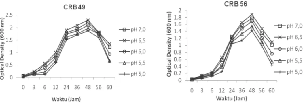 Gambar 1.  Pertumbuhan Pseudomonas sp. CRB 49 dan CRB 56 pada media  King’s B dengan pH optimum 6,5 