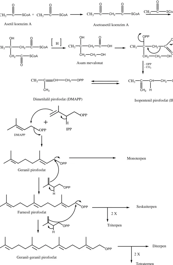 Gambar 2.5. Biosintesis Terpenoid 
