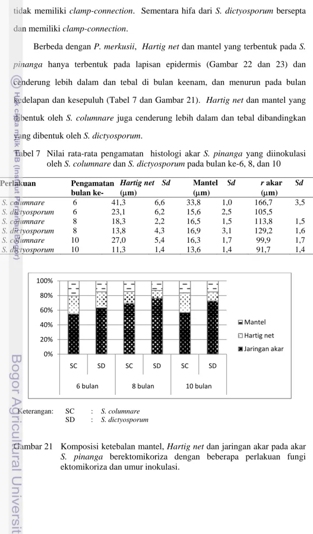Tabel 7  Nilai rata-rata pengamatan  histologi akar S. pinanga yang diinokulasi  oleh S