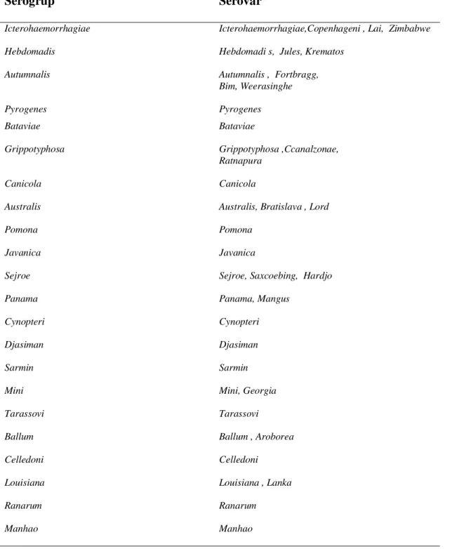 Tabel 2. Beberapa serogrup dan serovar L. Interrogans 