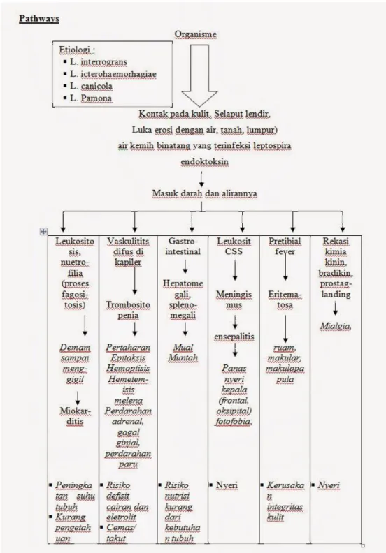 Gambar 4. Leptospirosis pathway dan gambaran klinisnya 
