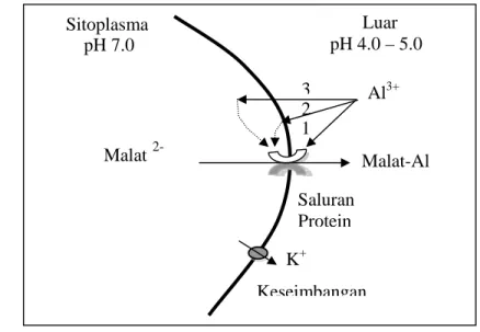 Gambar 2.  Pengaruh Al terhadap effluks asam malat melalui saluran protein  (Delhaize &amp; Ryan 1995) 