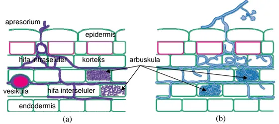 Gambar 3. Struktur miselium intraradikal pada FMA: (a) yang membentuk  struktur arbuskula dan vesikula, dan (b) hanya arbuskula    (Brundrett  et al
