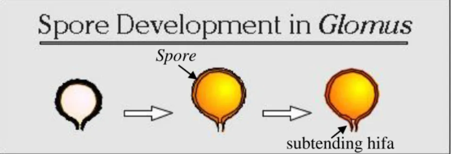 Gambar 2.  Proses perkembangan spora Glomus (Invam, 2013) 