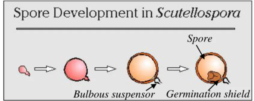Gambar 6.  Proses perkembangan spora Scutellospora (Invam, 2013) 