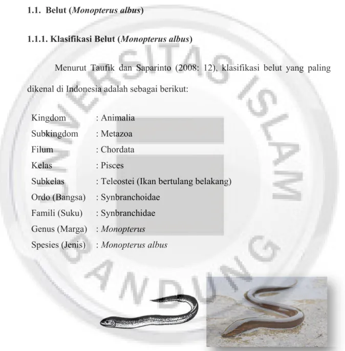 Gambar I.1 Belut (Monopterus albus) (Sarwono, 2011: 20)