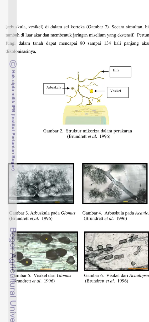 Gambar 2.  Struktur mikoriza dalam perakaran       (Brundrett et al.  1996)  