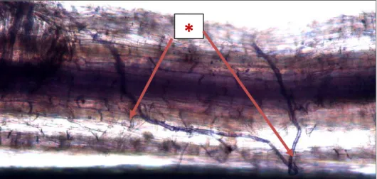 Gambar 5.1.4 .  Foto hifa eksternal ( * ) endomikoriza pada akar tanaman mente (Diamati di bawah mikroskop Binokuler perbesaran 100x)