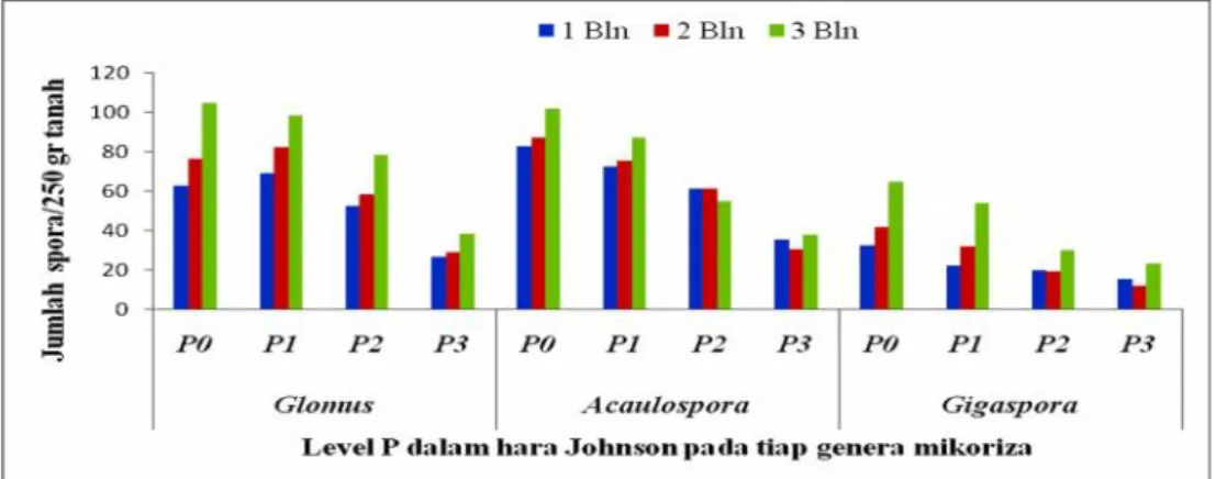 Gambar 5.2.1 Populasi spora Endomikoriza dengan konsentrasi P yang berbeda pada umur 1, 2 dan 3 bulan di rumah kaca