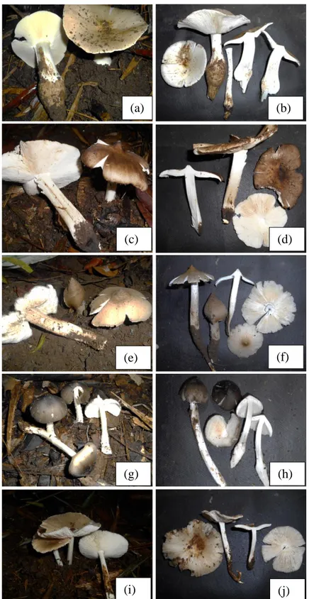 Gambar 1. Morfologi basidiokarp lima spesies jamur Termitomyces yang ditemukan di Desa  Wonojati Kabupaten Pasuruan