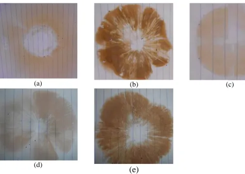 Gambar 2. Hasil Basidiospore Print Lima Jamur Termitomyces 