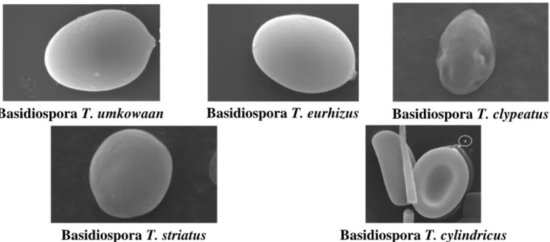 Gambar 3. Basidiospora lima spesies jamur Termitomyces yang ditemukan di Desa 