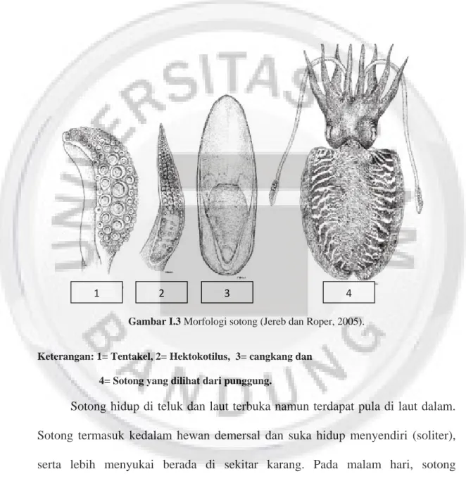 Gambar I.3 Morfologi sotong (Jereb dan Roper, 2005).