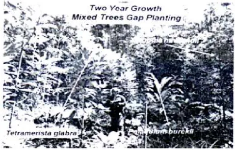 Gambar 6 Pertumbuhan jenis-jenis pohon setelah dua tahun ekspenmcn restorasi  Persepsi dan Kelembagaan Masyarakat 