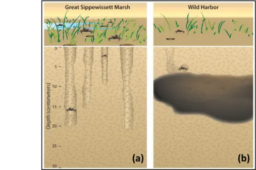 Gambar  3    Morfologi  liang  bioturbasi  yang  dibuat  oleh  kepiting  (Uca  pugnax)