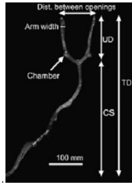 Gambar 10  Pengukuran morfologi fisik liang bioturbasi (Li et al., 2008). 