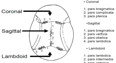Gambar 2.1 Sutura sagittal, coronal dan lambdoid. 