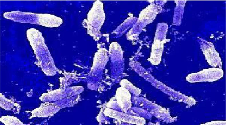 Gambar 2.6. Bacillus cereus 
