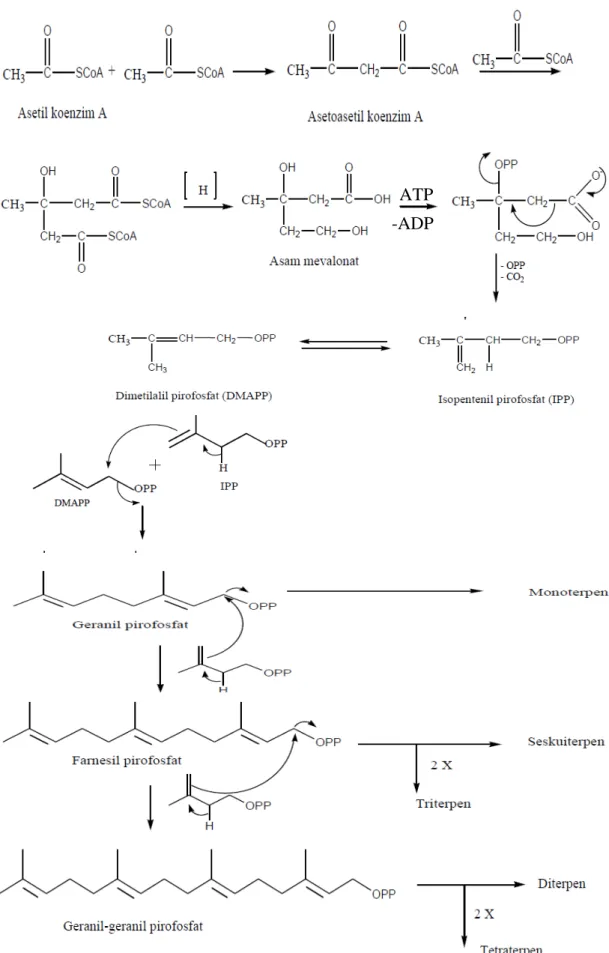 Gambar 2.2 Biosintesisa Terpenoid (Achmad, 1985) ATP 