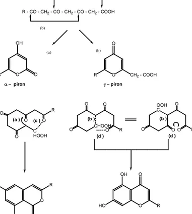 Gambar 18 .  Mekanisme reaksi laktonisasi dan eterifikasi  (a) Reaksi Laktonisasi 