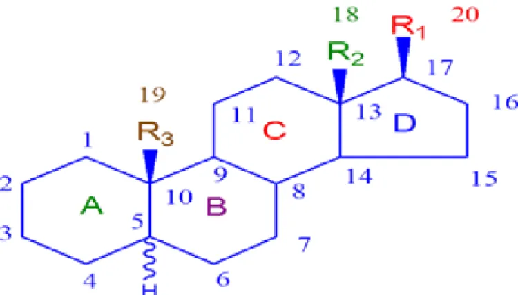 Gambar 1. Struktur Steroid 