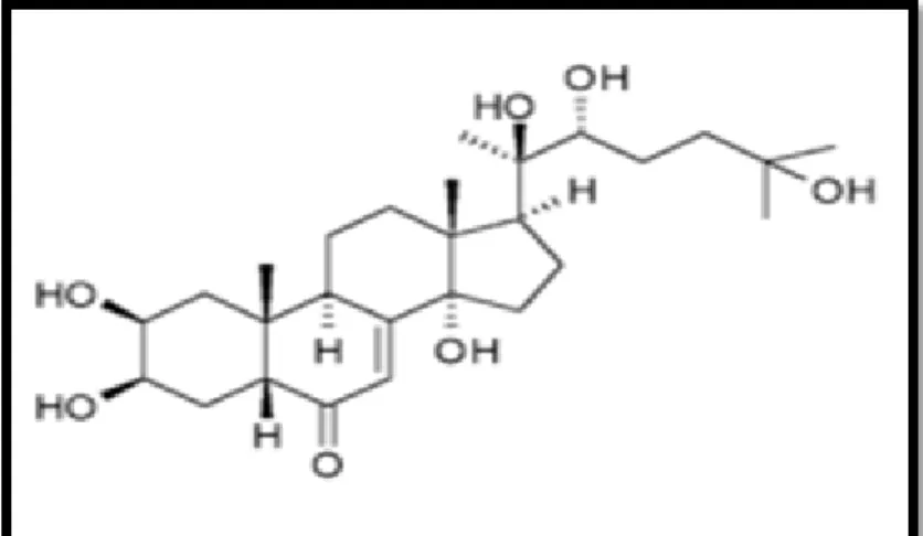 Gambar 12. Struktur ecdysterone 