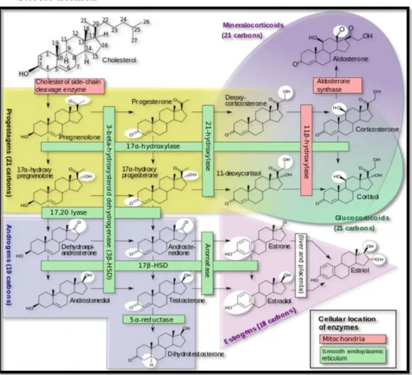 Gambar 14. Struktur Kortikosteroid 