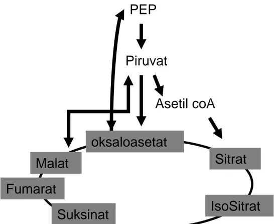 Diagram biosintesis asam sitrat PEP Piruvat Asetil coA Sitrat IsoSitrat SuksinatFumaratMalat oksaloasetat