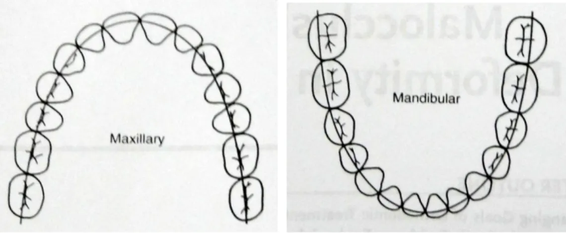 Gambar 1. Bentuk lengkung geligi rahang atas dan rahang bawah (Proffit, 2007) 