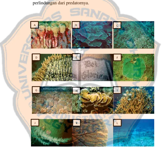 Gambar 2.3 Bentuk hard coral : A) Collumnar, B) Tabular, C) Branching,  D)  Digitate  E)  Massive,  F)  Encrusting,  G)  Mushroom,  H)  Foliaceous; 