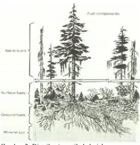 Gambar 2  Distribusi vertikal dari komponen. 