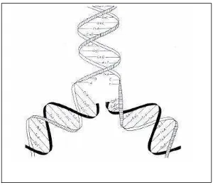 Gambar 1. Rantai DNA (Hattemer et al., 1993 dalam Finkeldey, 2003)