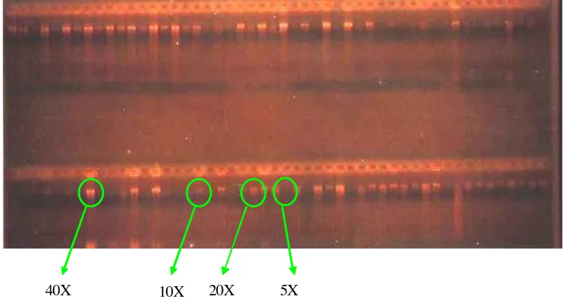 Gambar 9. Elektrophoresisis  cpDNA dengan berbagai pengenceran DNA dari     S . leprosula 