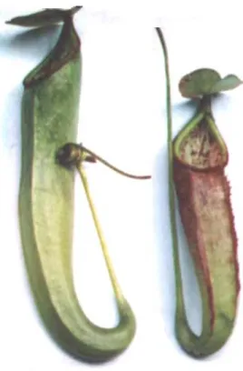 Gambar 1. Keanekaragaman bentuk morfologi kantung semar pada satu individu tumbuhan Nepenthes (kantung semar).