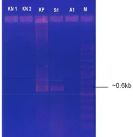 Tabel 1 Hasil PCR pada telur dan larva B. 