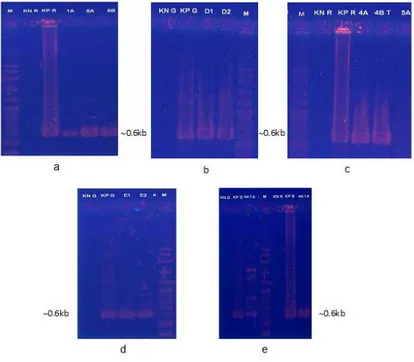 Gambar 1. Hasil PCR telur dan embrio Betta sp.