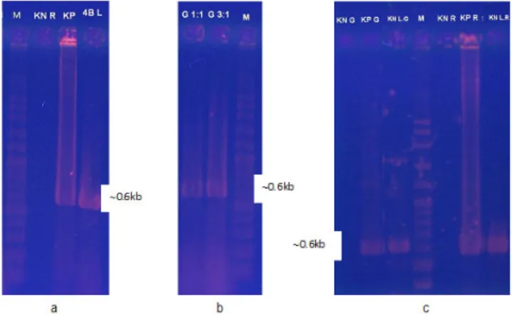 Gambar 2. Hasil PCR larva Betta imbellis Figure 2. PCR of larvae Betta imbellis results