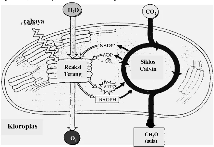 Gambar 1  Gambaran umum fotosintesis: kerjasama reaksi terang dan siklus  Calvin (Campbell et al