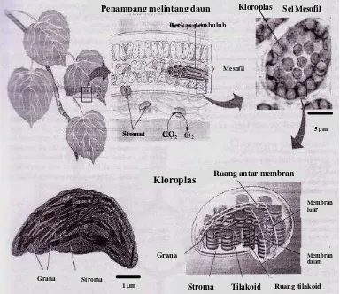 Gambar 2  Anatomi daun, stomata dan kloroplas (Campbell et al. 2002). 