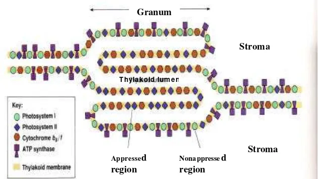 Gambar 3  Organisasi komplek protein pada membran tilakoid (Becker et al. 2000). 