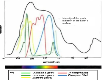 Gambar 4  Spektrum cahaya yang diserap oleh berbagai pigmen (Becker et al. 2000). 